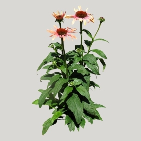 ͼʦģֲģȫ20222245