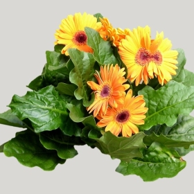 ͼʦģֲģȫ20221475