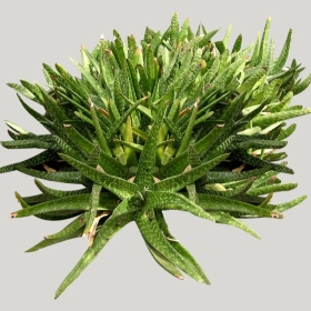 ͼʦģֲģȫ20222052