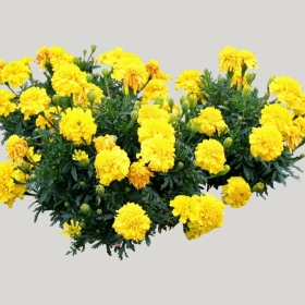 ͼʦģֲģȫ20221384