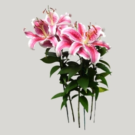 ͼʦģֲģȫ20222032