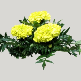 ͼʦģֲģȫ20221891