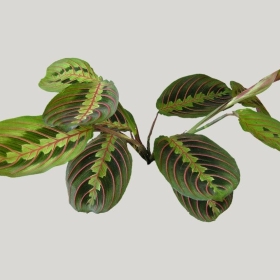 ͼʦģֲģȫ20222229