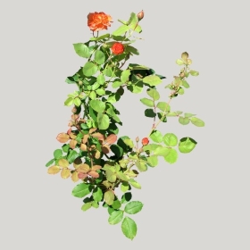 ͼʦģֲģȫ20221344