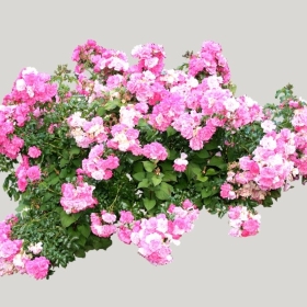 ͼʦģֲģȫ20221808