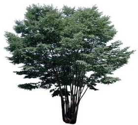 720úLtree04