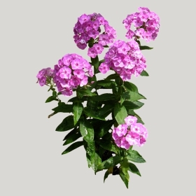 ͼʦģֲģȫ20222156