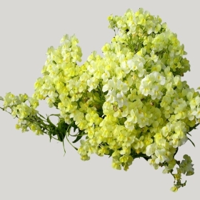 ͼʦģֲģȫ20221946