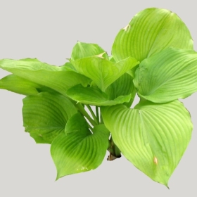 ͼʦģֲģȫ20221653