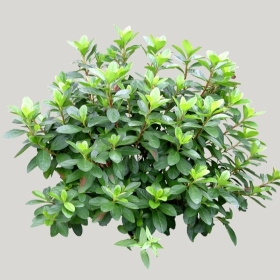 ͼʦģֲģȫ20221501