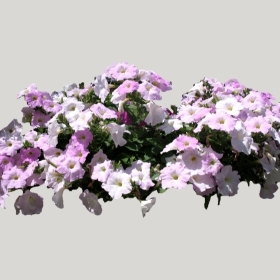 ͼʦģֲģȫ20222142