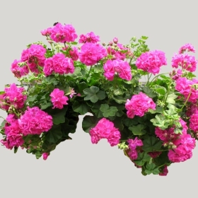 ͼʦģֲģȫ20221715