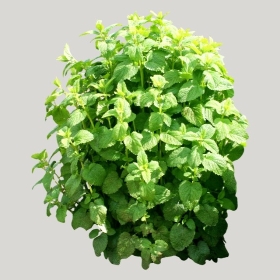 ͼʦģֲģȫ20221819