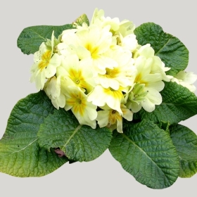 ͼʦģֲģȫ20221136