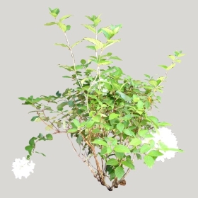 ͼʦģֲģȫ20222099