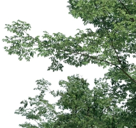 PSزĹҽPSDʽBough01