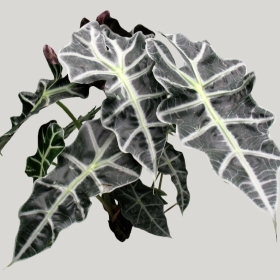 ͼʦģֲģȫ20221784