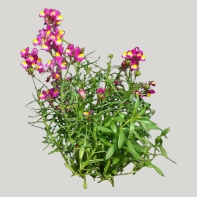 ͼʦģֲģȫ20221845