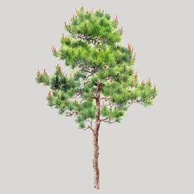 ͼʦģֲģȫ20222582