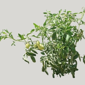 ͼʦģֲģȫ20221120