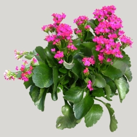 ͼʦģֲģȫ20221757