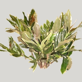 ͼʦģֲģȫ20221927