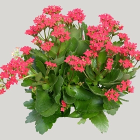 ͼʦģֲģȫ20221756