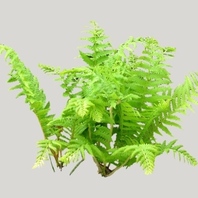 ͼʦģֲģȫ20221151