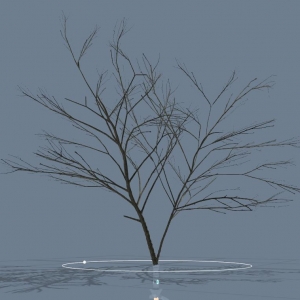  ֲ SpeedTree 5.1汾Ʒ ֲ