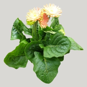 ͼʦģֲģȫ20221462