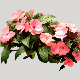 ͼʦģֲģȫ20222088