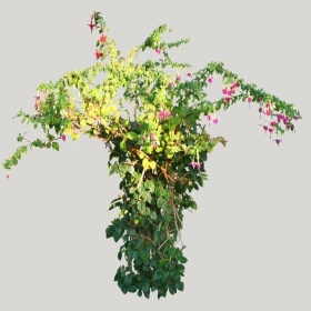 ͼʦģֲģȫ20221399