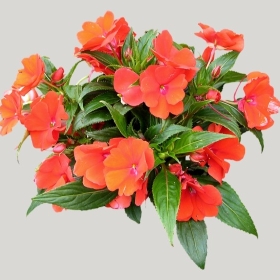 ͼʦģֲģȫ20221973