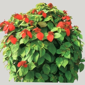 ͼʦģֲģȫ20222454