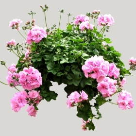 ͼʦģֲģȫ20221711