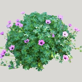 ͼʦģֲģȫ20221563