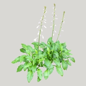 ͼʦģֲģȫ20221645