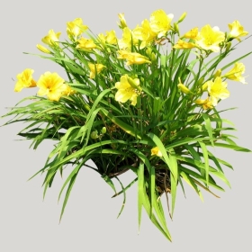 ͼʦģֲģȫ20221019