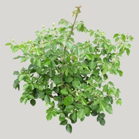 ͼʦģֲģȫ20221417