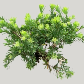 ͼʦģֲģȫ20221091