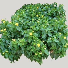 ͼʦģֲģȫ20221800