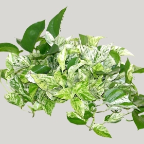 ͼʦģֲģȫ20222226