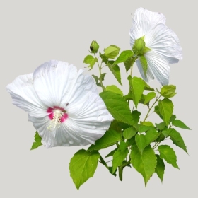 ͼʦģֲģȫ20222182