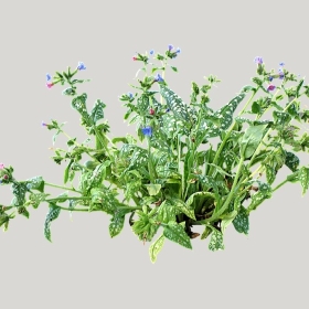 ͼʦģֲģȫ20221863