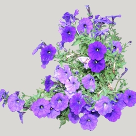 ͼʦģֲģȫ20222132