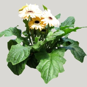 ͼʦģֲģȫ20221469