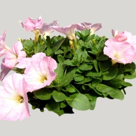 ͼʦģֲģȫ20222145