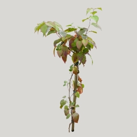 ͼʦģֲģȫ20221774