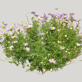 ͼʦģֲģȫ20221000