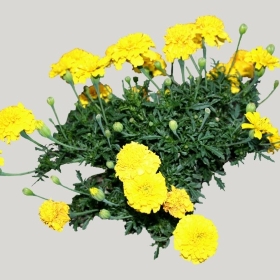 ͼʦģֲģȫ20221388